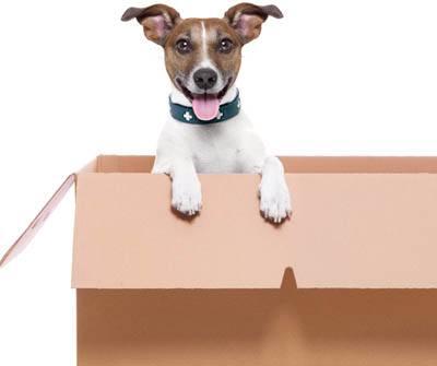 Pet Moving Tips